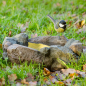 Preview: Vogeltränke in Steinoptik